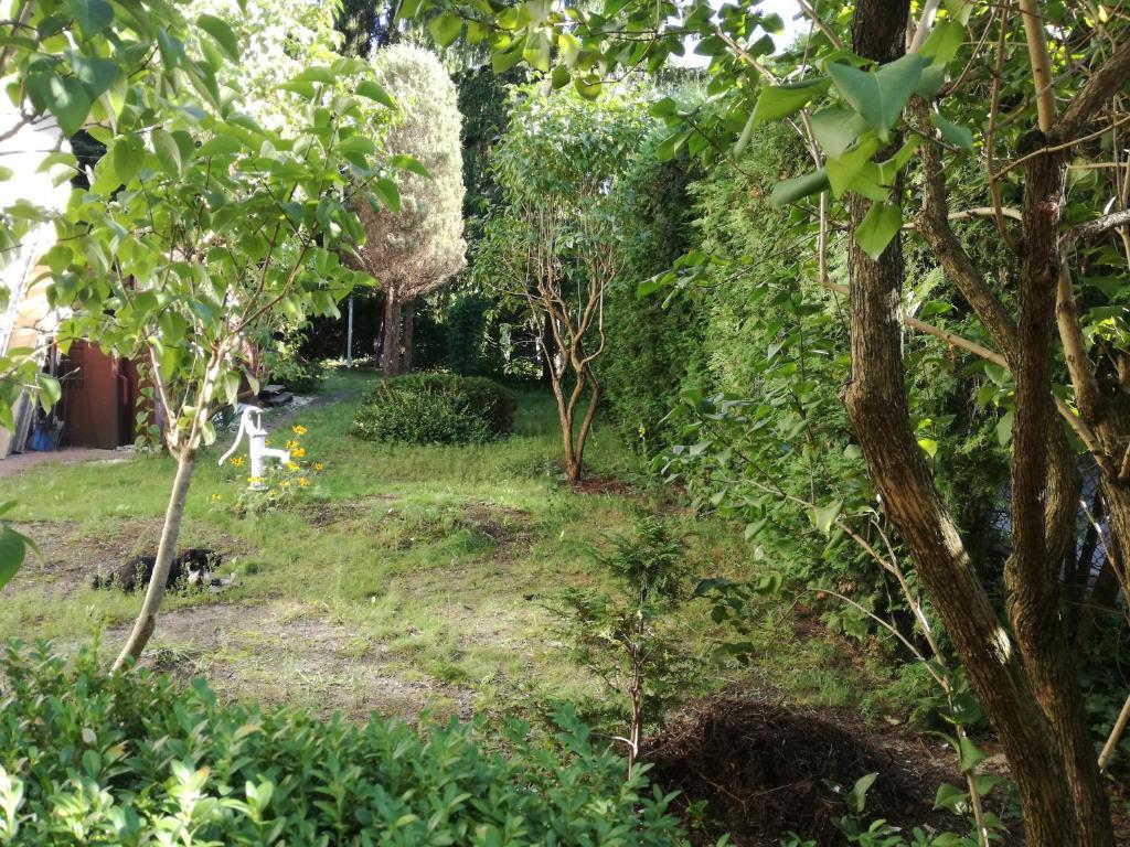 Beautiful garden with trees